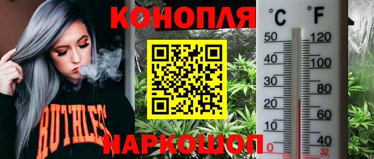 Конопля сатива Шумерля